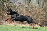 ROTTWEILER 580